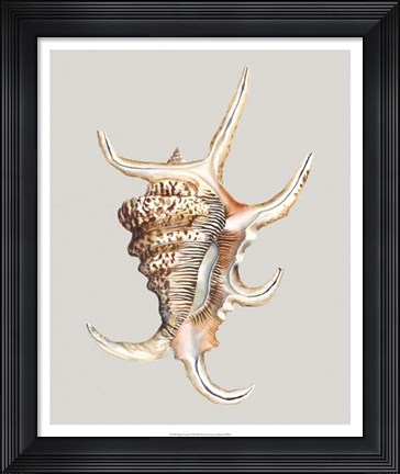Framed Spider Conch Print