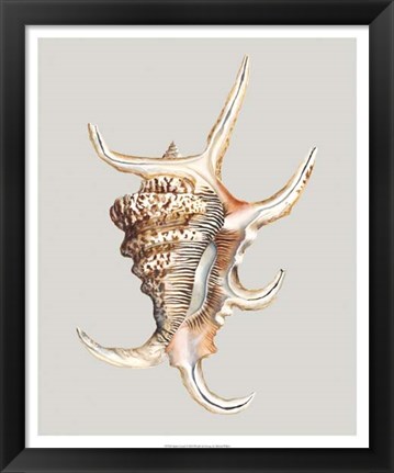 Framed Spider Conch Print