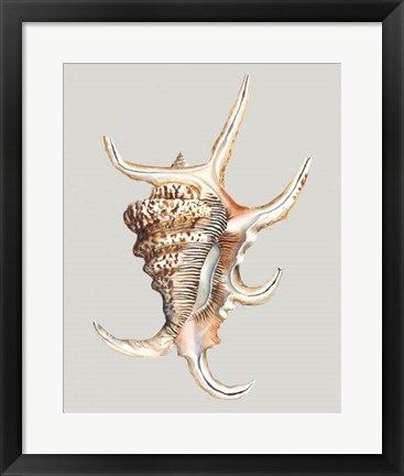 Framed Spider Conch Print