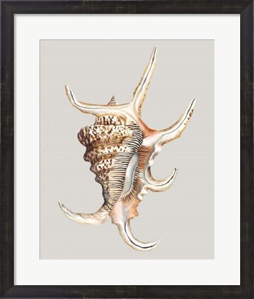 Framed Spider Conch Print