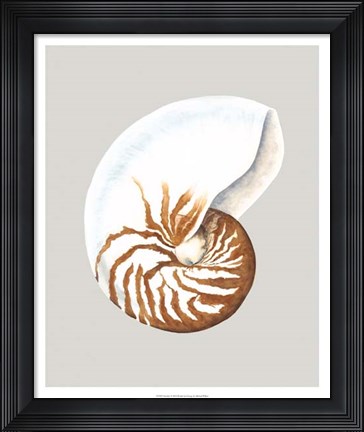 Framed Nautilus Print