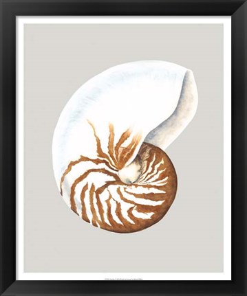 Framed Nautilus Print