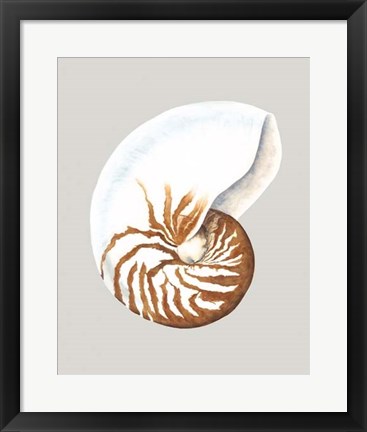 Framed Nautilus Print