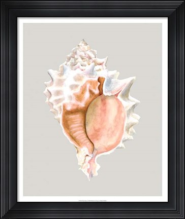 Framed Pink Murex Print