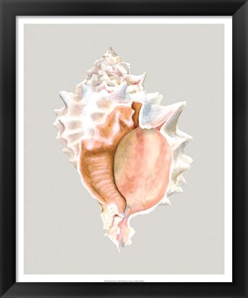 Framed Pink Murex Print