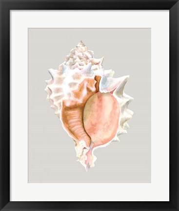 Framed Pink Murex Print