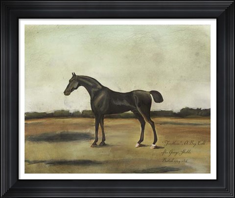 Framed &quot;&quot;Trentham,&quot;&quot; A Bay Colt Print