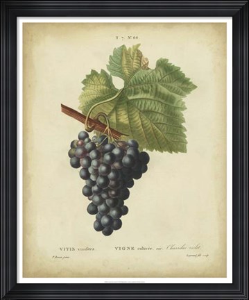 Framed Antique Bessa Grapes I Print