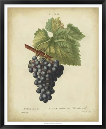 Framed Antique Bessa Grapes I Print