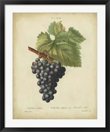 Framed Antique Bessa Grapes I Print