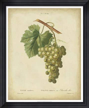 Framed Antique Bessa Grapes II Print