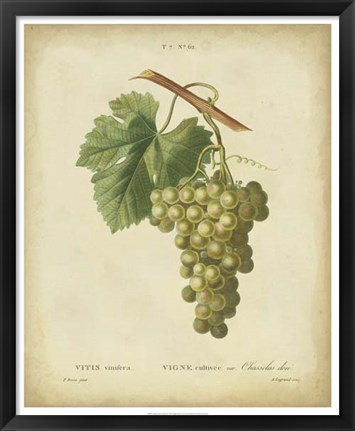 Framed Antique Bessa Grapes II Print