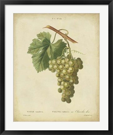 Framed Antique Bessa Grapes II Print