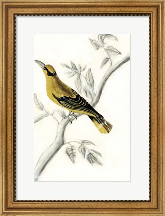 Framed Rustic Aviary II Print