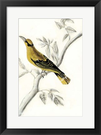 Framed Rustic Aviary II Print