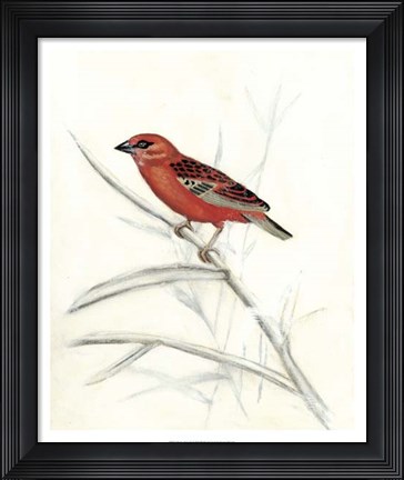 Framed Rustic Aviary IV Print