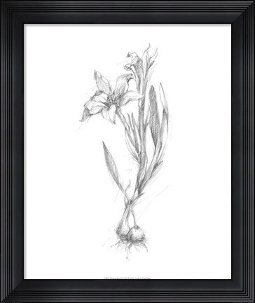 Framed Botanical Sketch I Print