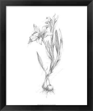 Framed Botanical Sketch I Print