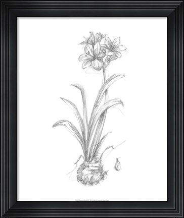 Framed Botanical Sketch II Print