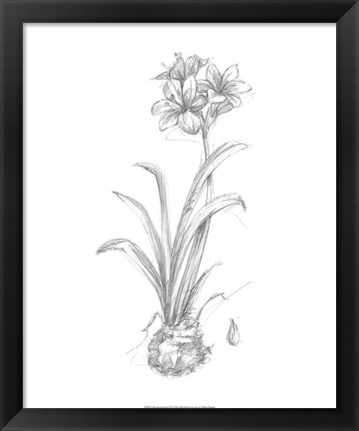 Framed Botanical Sketch II Print