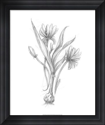 Framed Botanical Sketch III Print