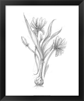 Framed Botanical Sketch III Print