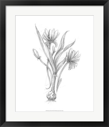 Framed Botanical Sketch III Print