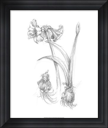 Framed Botanical Sketch IV Print