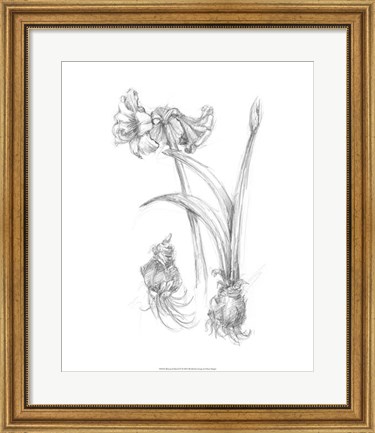 Framed Botanical Sketch IV Print