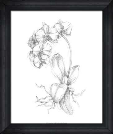 Framed Botanical Sketch V Print