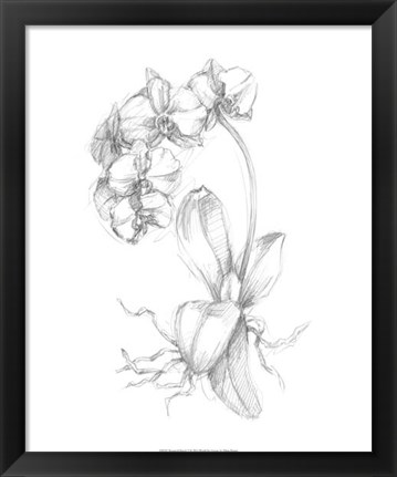 Framed Botanical Sketch V Print