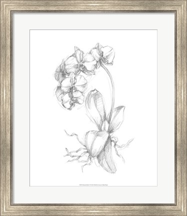 Framed Botanical Sketch V Print