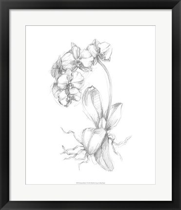 Framed Botanical Sketch V Print