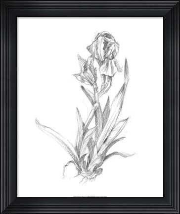 Framed Botanical Sketch VI Print
