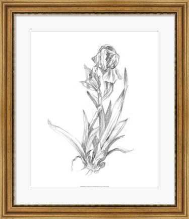 Framed Botanical Sketch VI Print
