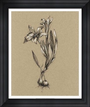 Framed Botanical Sketch Black &amp; White I Print