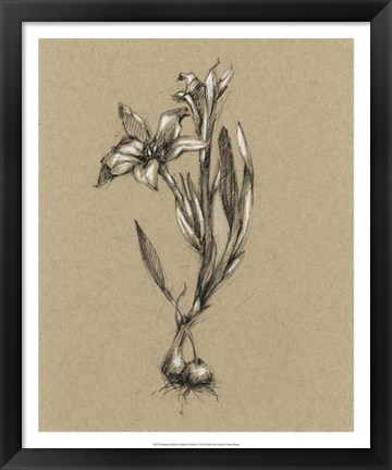 Framed Botanical Sketch Black &amp; White I Print