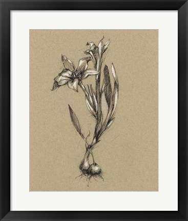 Framed Botanical Sketch Black &amp; White I Print