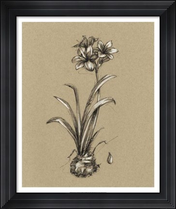 Framed Botanical Sketch Black &amp; White II Print
