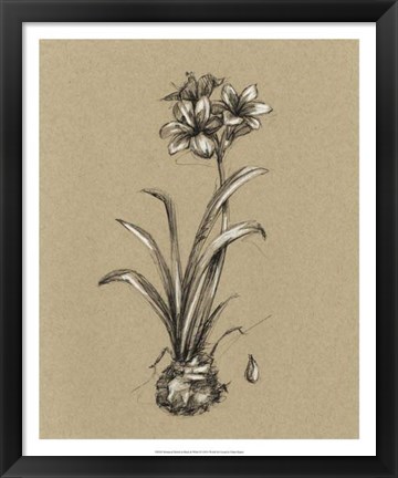 Framed Botanical Sketch Black &amp; White II Print