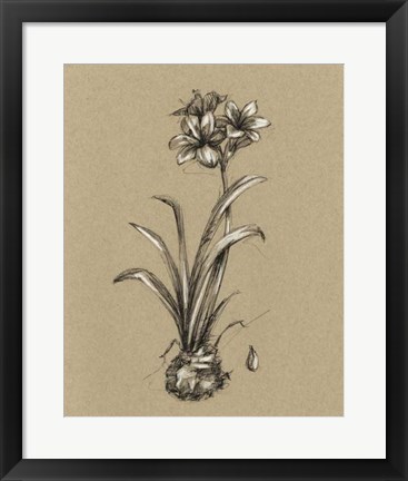 Framed Botanical Sketch Black &amp; White II Print