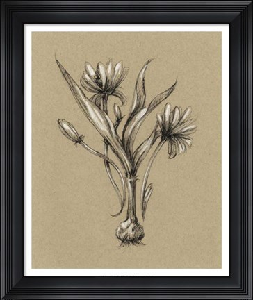 Framed Botanical Sketch Black &amp; White III Print