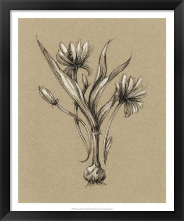 Framed Botanical Sketch Black &amp; White III Print