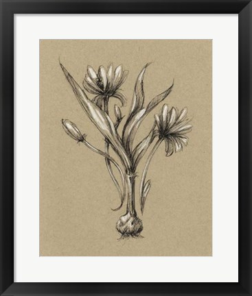Framed Botanical Sketch Black &amp; White III Print