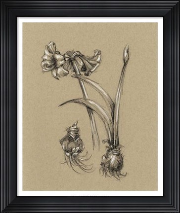 Framed Botanical Sketch Black &amp; White IV Print