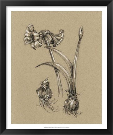 Framed Botanical Sketch Black &amp; White IV Print