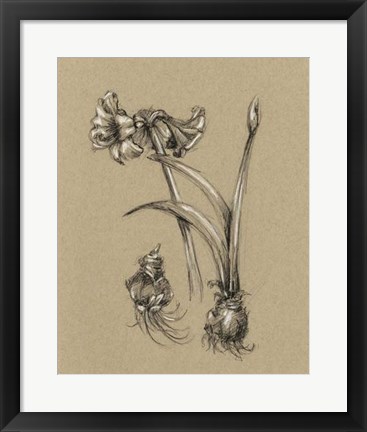 Framed Botanical Sketch Black &amp; White IV Print