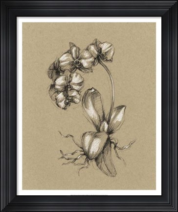 Framed Botanical Sketch Black &amp; White V Print