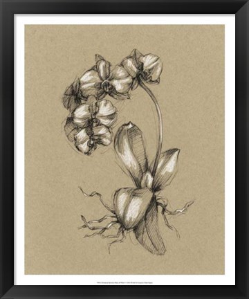 Framed Botanical Sketch Black &amp; White V Print