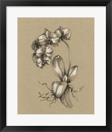Framed Botanical Sketch Black &amp; White V Print